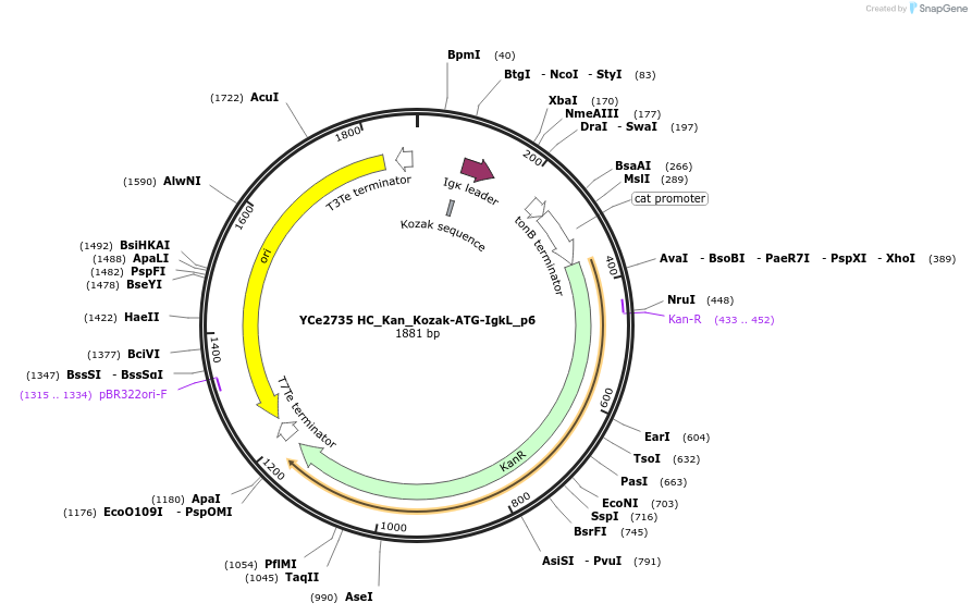 100697-plasmid-map-sequence-id-192920