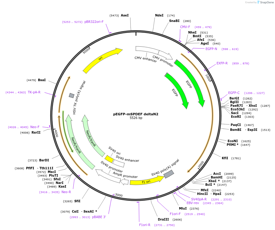 100862-plasmid-map-sequence-id-192927