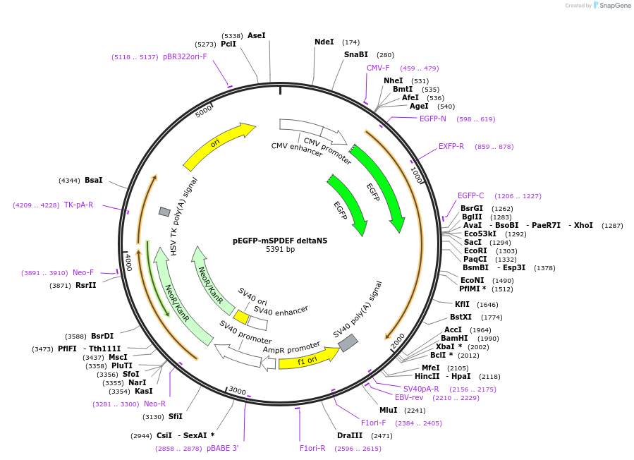 100865-plasmid-map-sequence-id-192932
