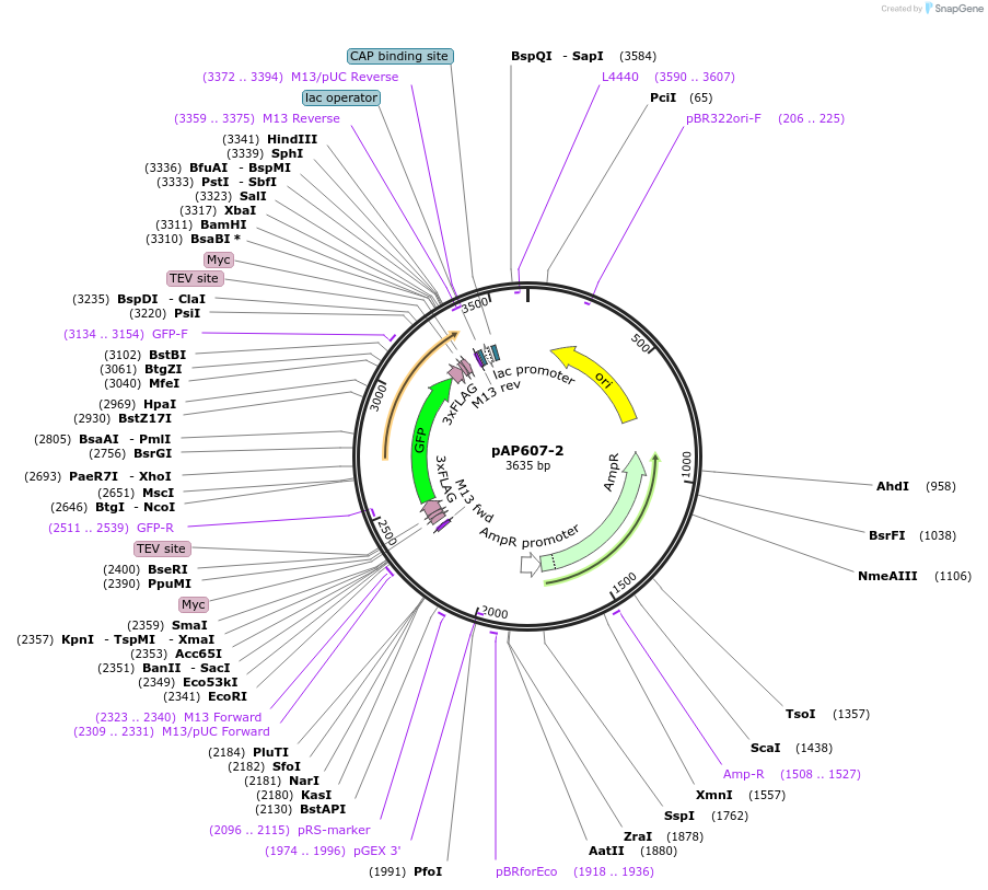 99483-plasmid-map-sequence-id-192941