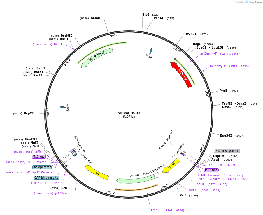 101053-plasmid-map-sequence-id-192942