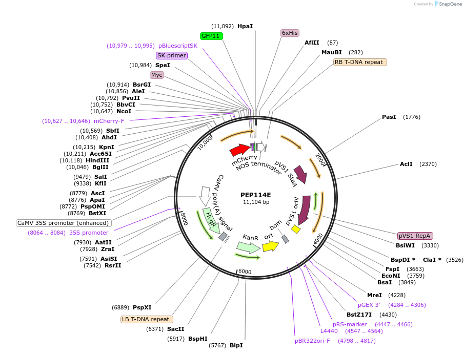 97400-plasmid-map-sequence-id-192947