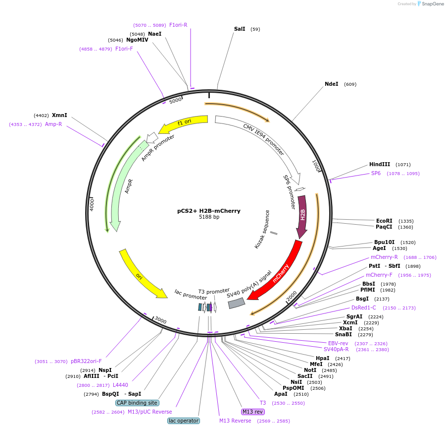 99265-plasmid-map-sequence-id-192948