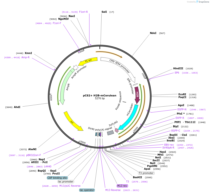 99268-plasmid-map-sequence-id-192965