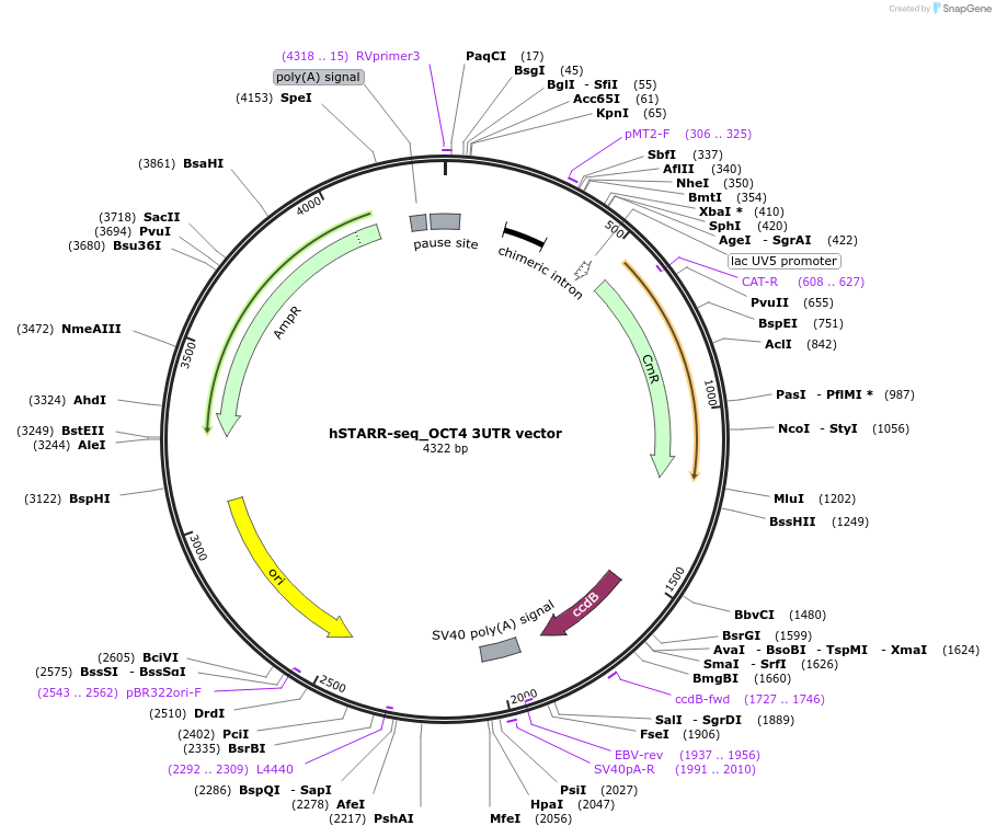 99295-plasmid-map-sequence-id-192981