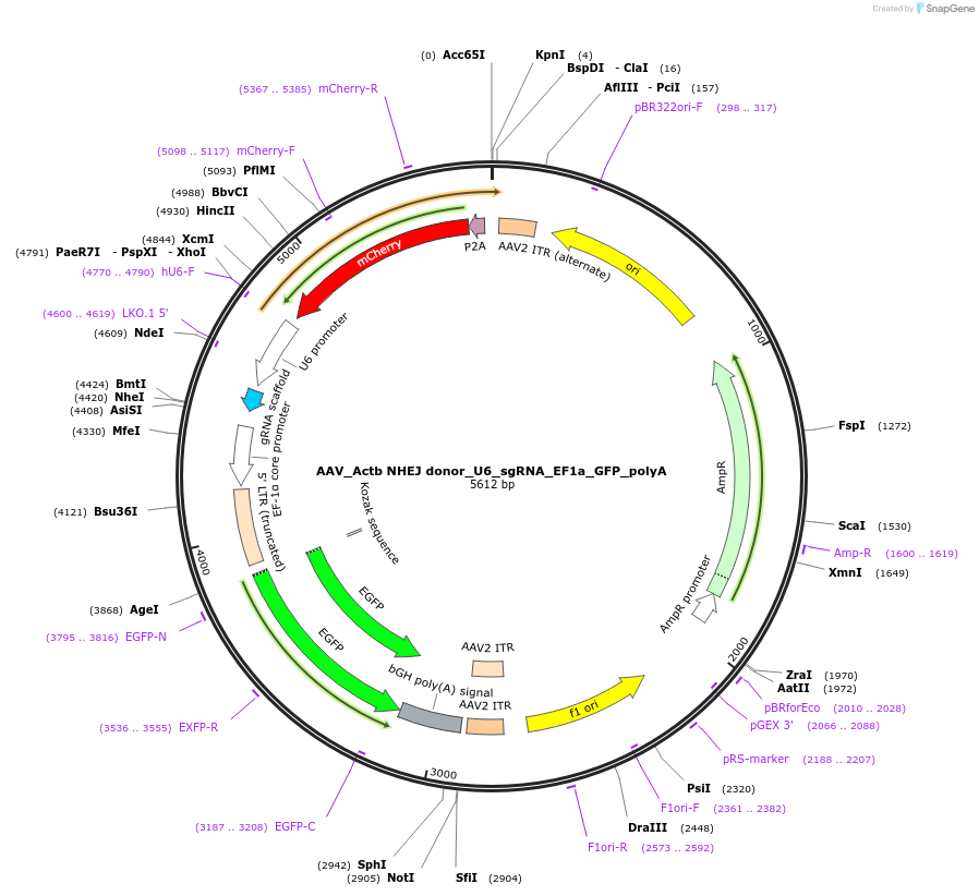 97310-plasmid-map-sequence-id-192984