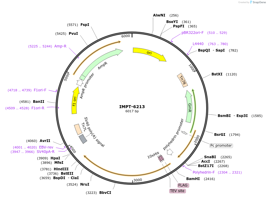 99333-plasmid-map-sequence-id-192986