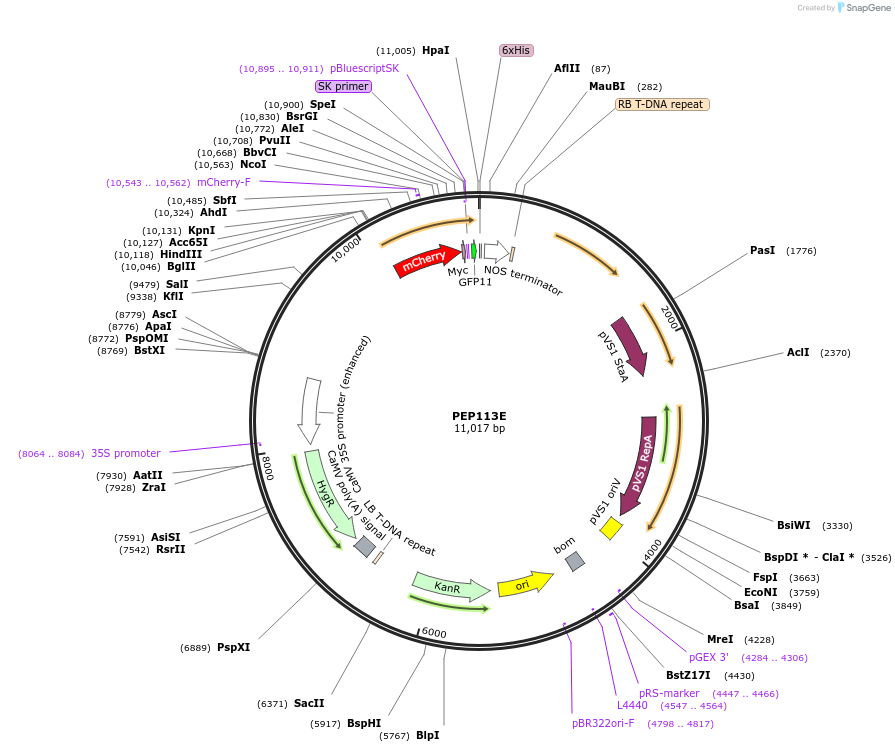 97399-plasmid-map-sequence-id-192997