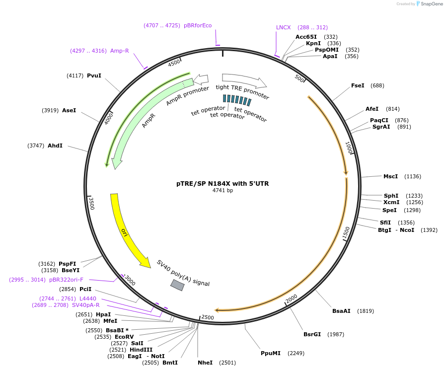 92375-plasmid-map-sequence-id-193006