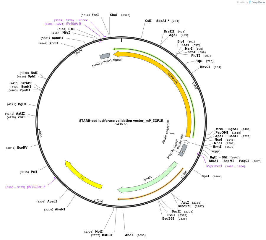 99307-plasmid-map-sequence-id-193007