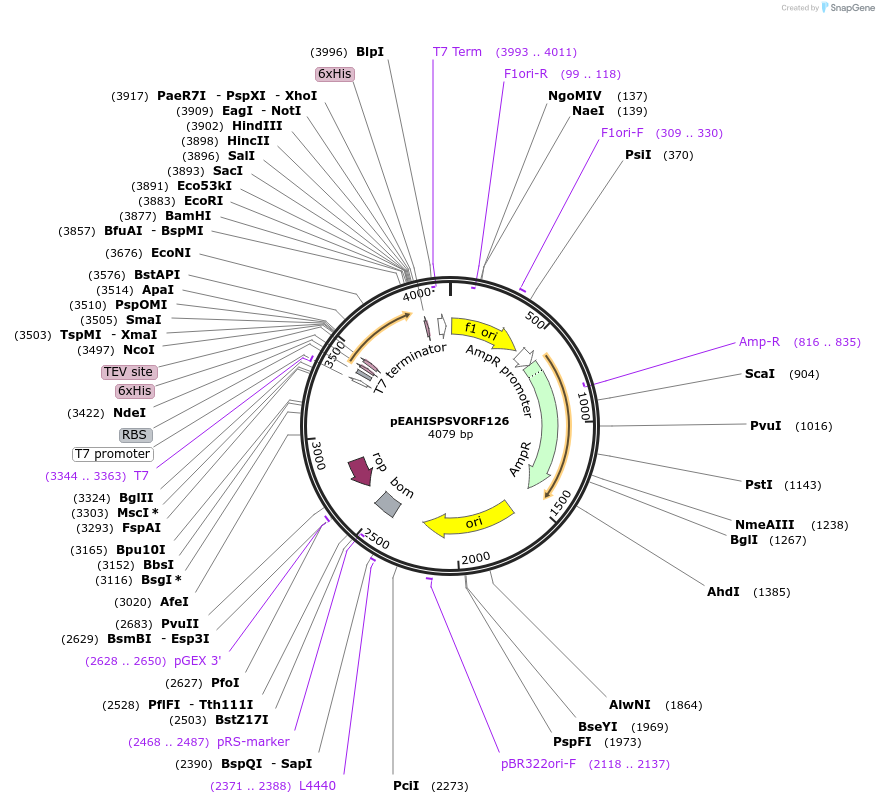 97021-plasmid-map-sequence-id-193008