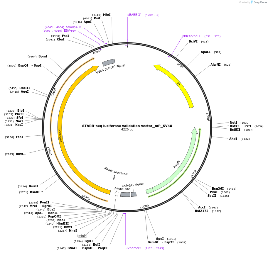 99310-plasmid-map-sequence-id-193009