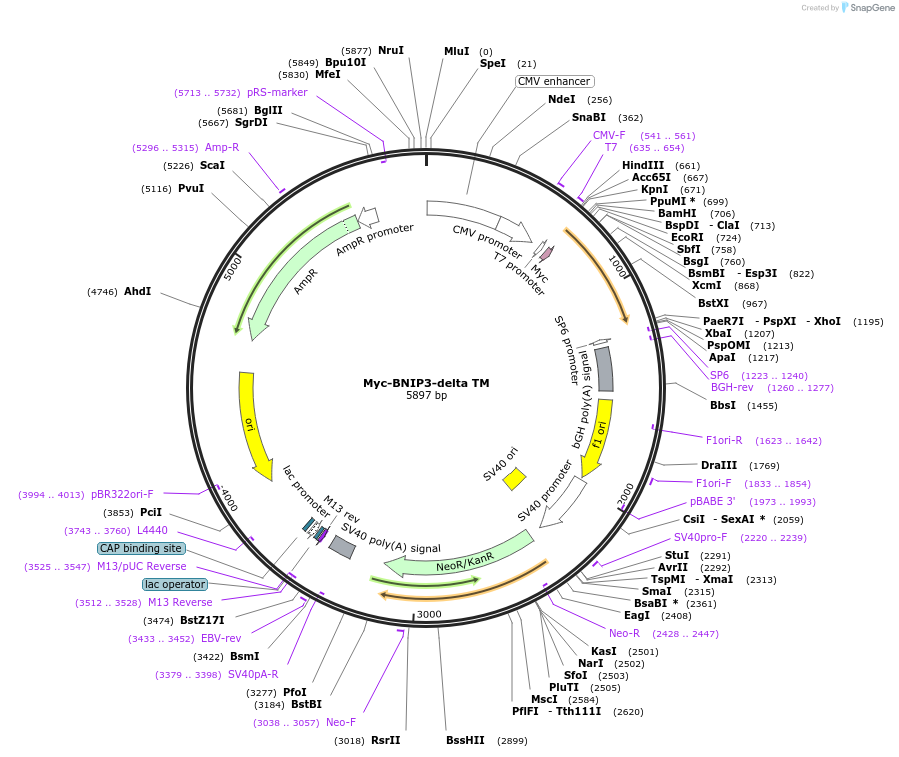 100754-plasmid-map-sequence-id-193038
