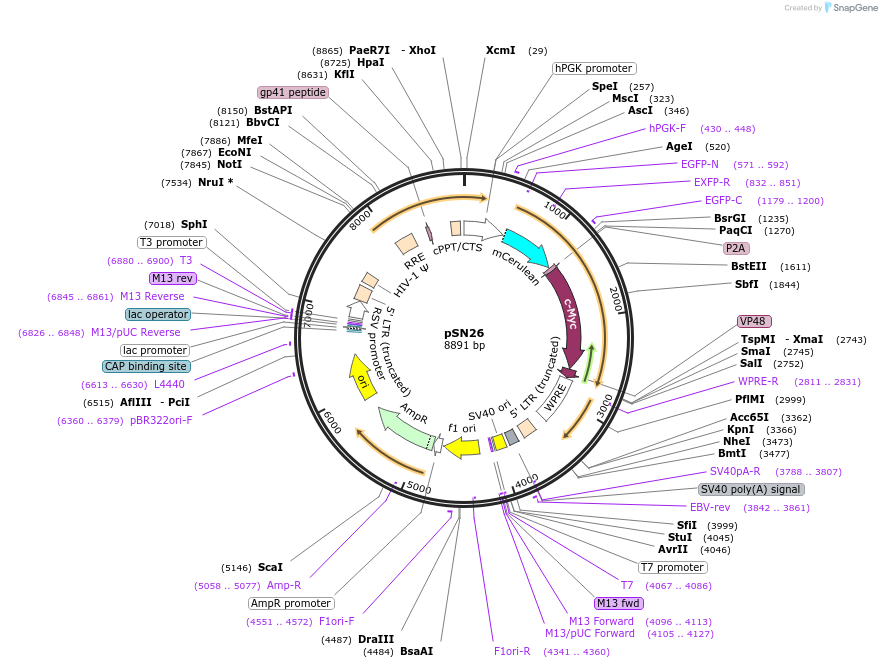 100111-plasmid-map-sequence-id-193052
