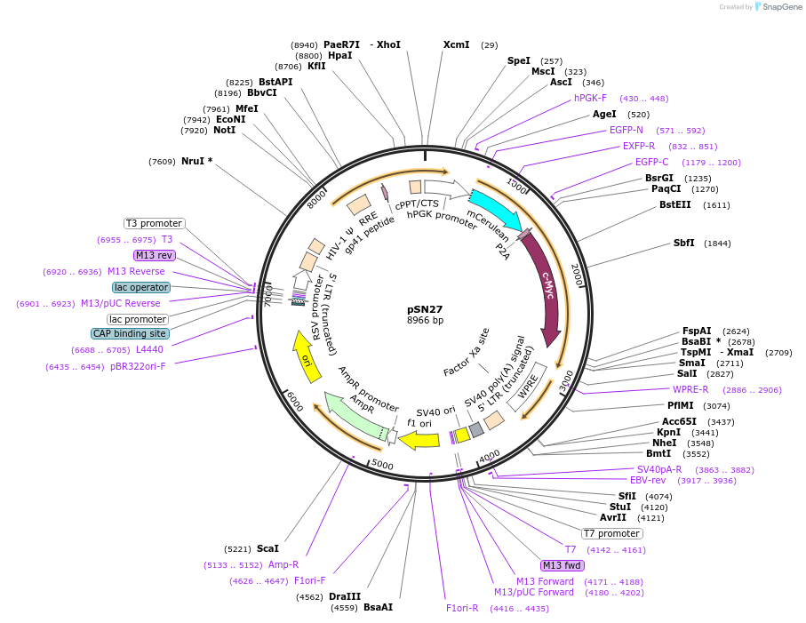 100112-plasmid-map-sequence-id-193054