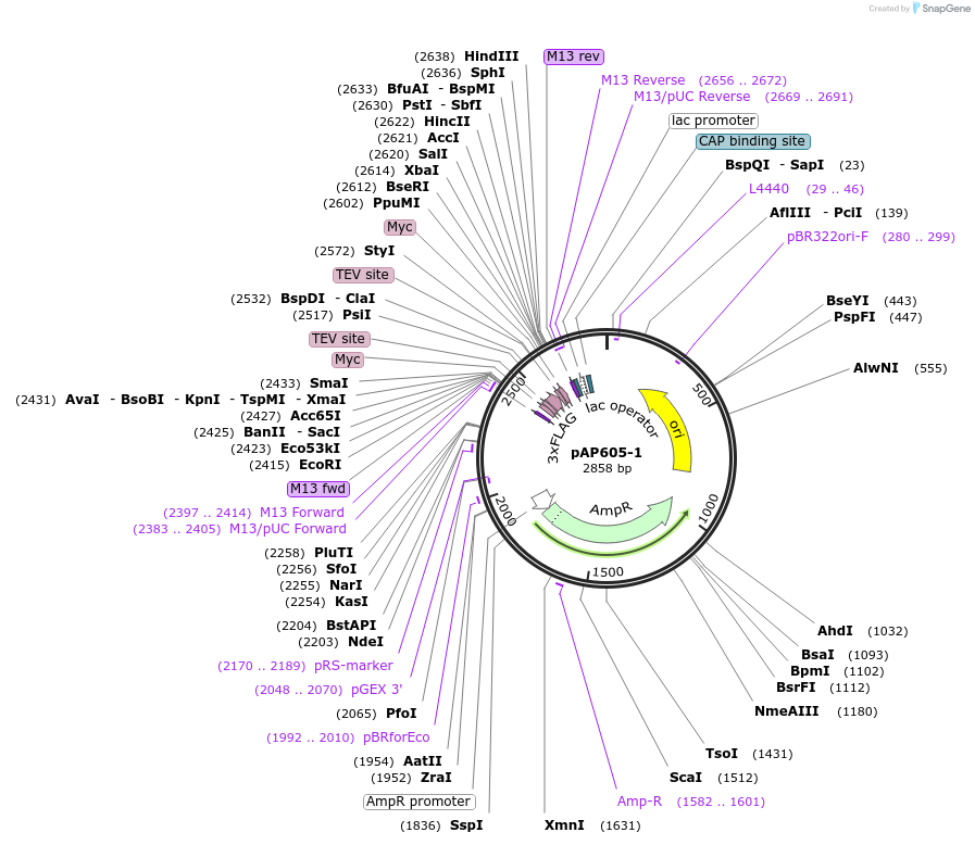 99482-plasmid-map-sequence-id-193069