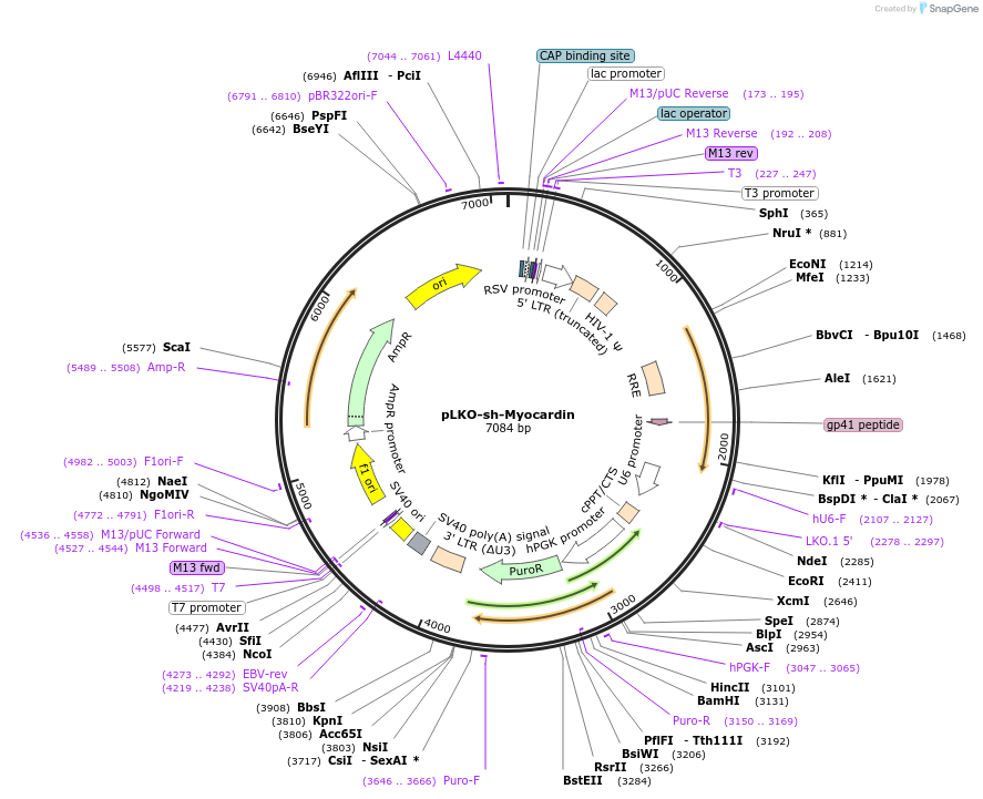 100769-plasmid-map-sequence-id-193096