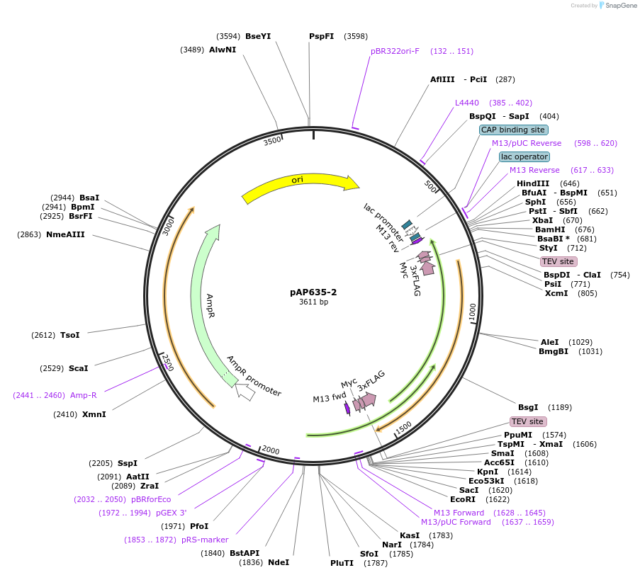 99485-plasmid-map-sequence-id-193117