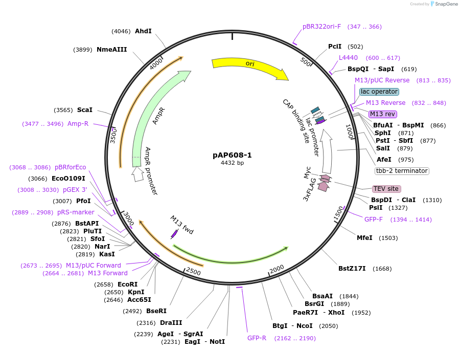 99484-plasmid-map-sequence-id-193122