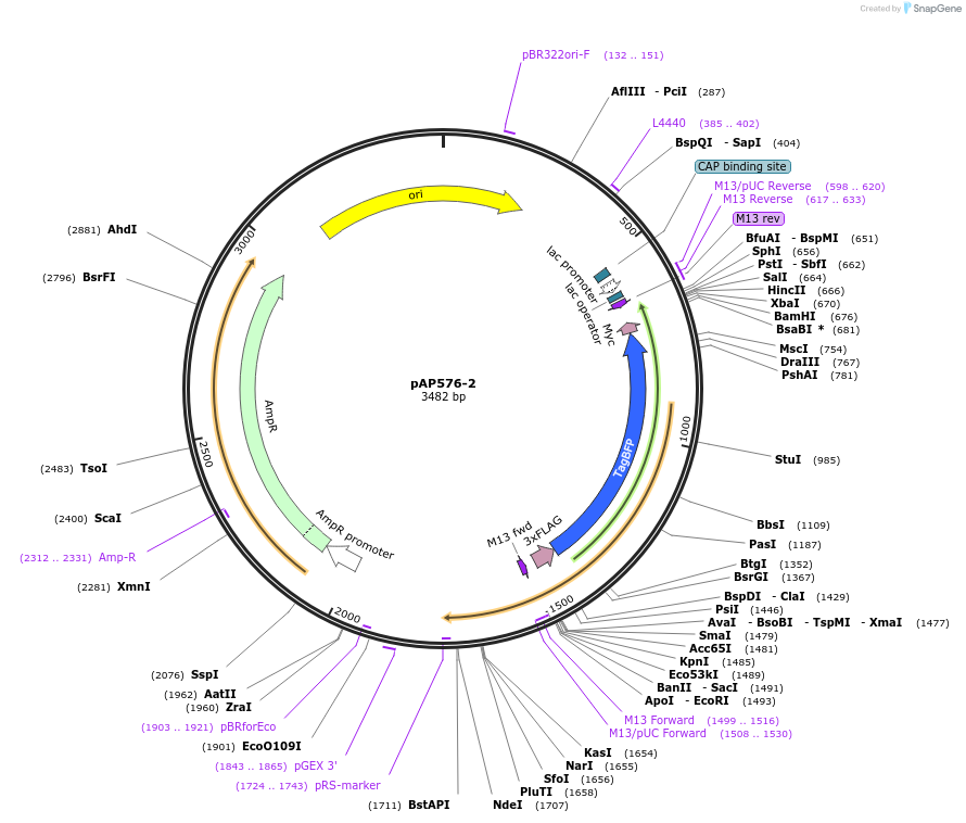 99481-plasmid-map-sequence-id-193124