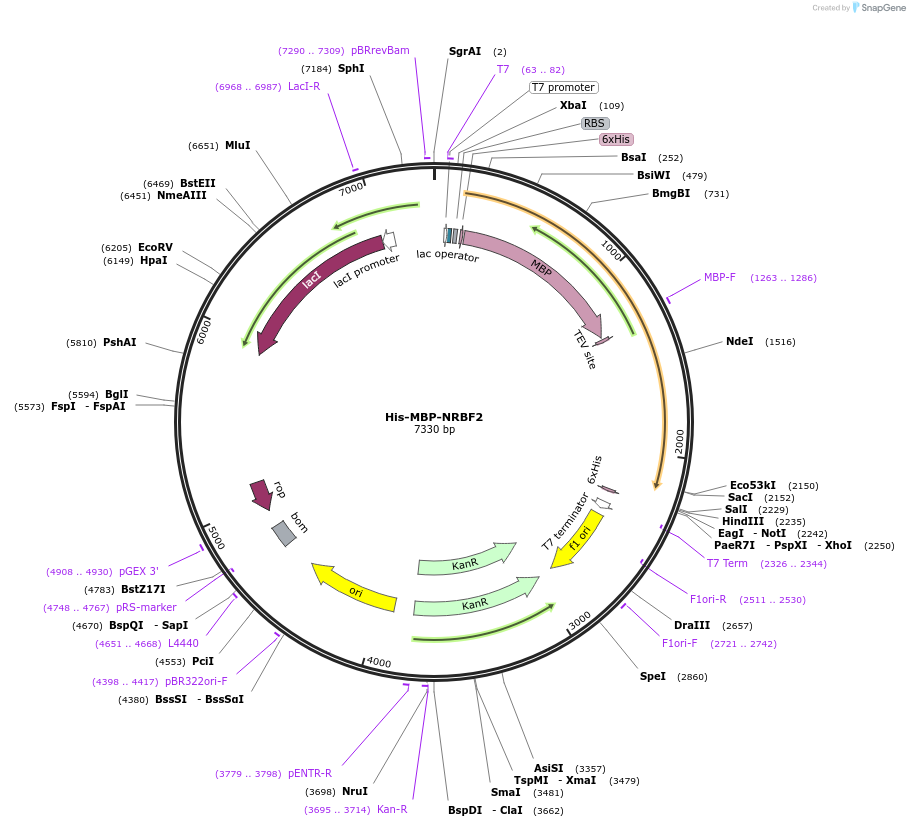 99330-plasmid-map-sequence-id-193154
