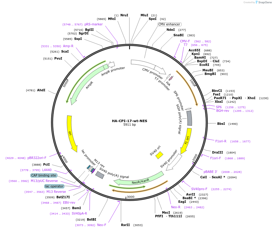 100775-plasmid-map-sequence-id-193158