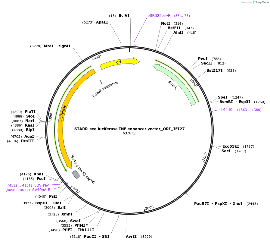 99320-plasmid-map-sequence-id-193160