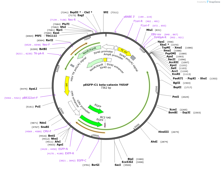 16072-plasmid-map-sequence-id-193166