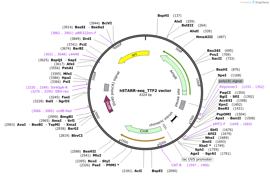 99293-plasmid-map-sequence-id-193171