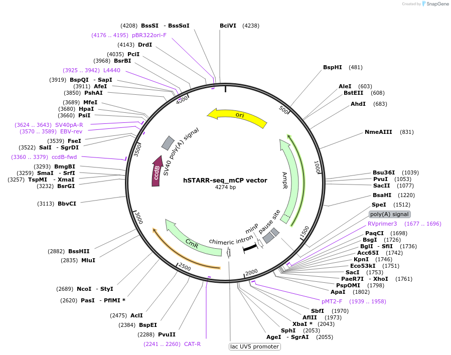 99291-plasmid-map-sequence-id-193173