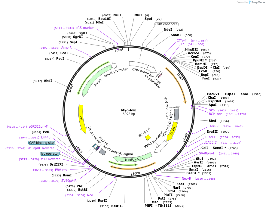 100795-plasmid-map-sequence-id-193241