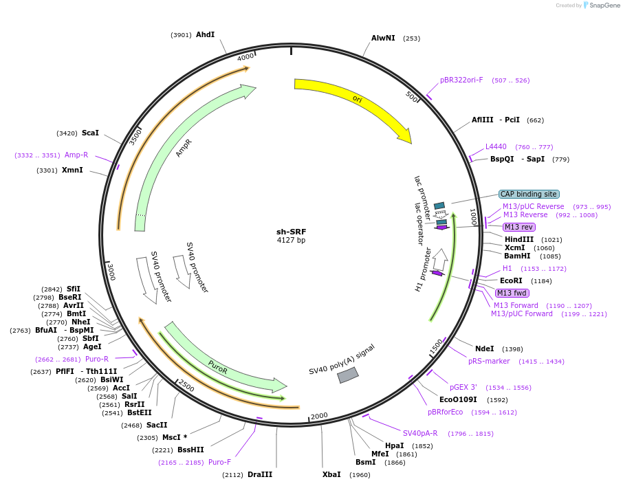 100797-plasmid-map-sequence-id-193244