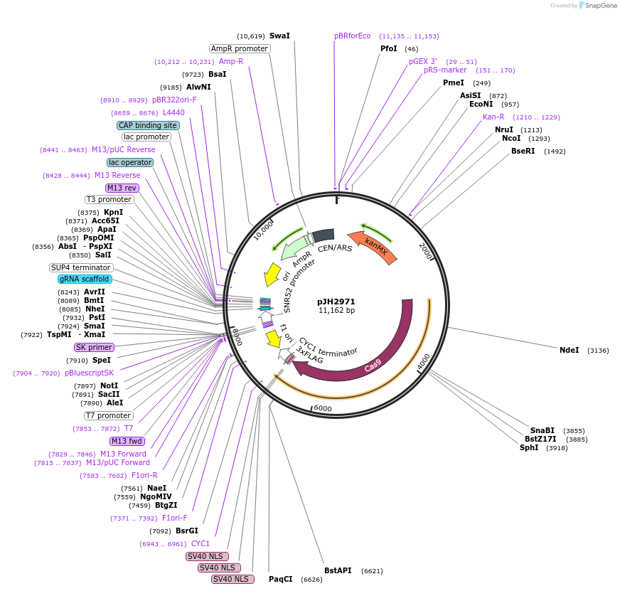 100955-plasmid-map-sequence-id-193248