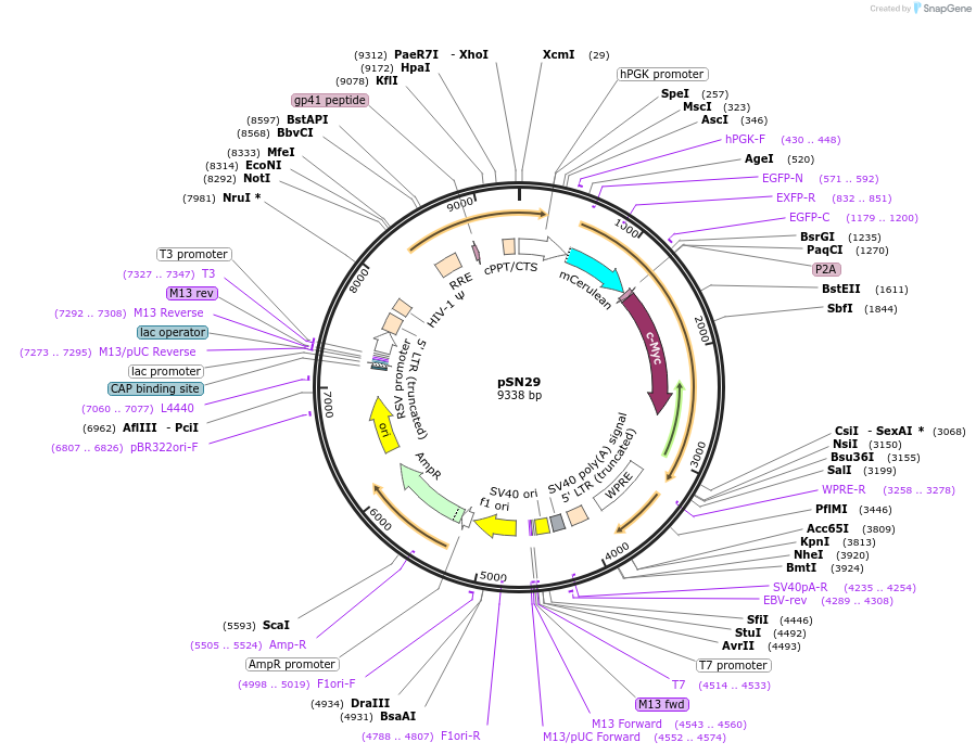 100114-plasmid-map-sequence-id-193256