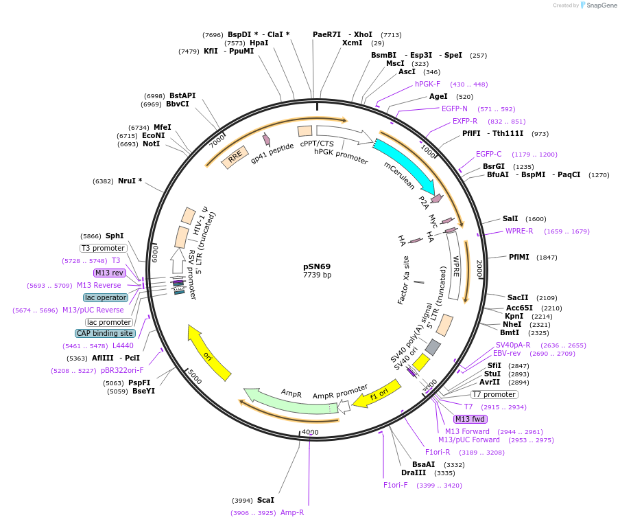 100125-plasmid-map-sequence-id-193258