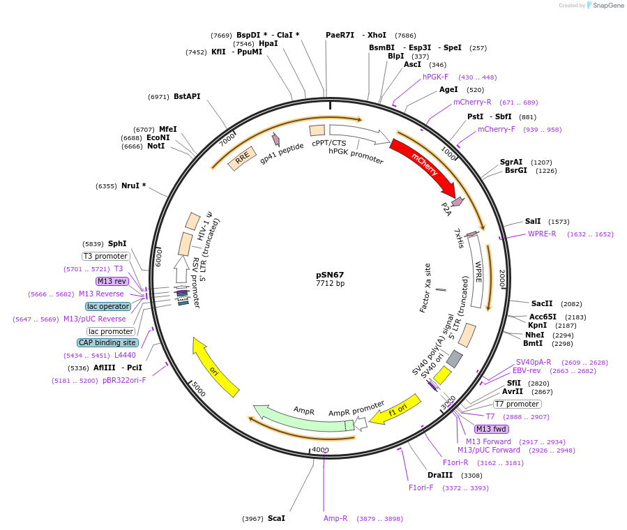 100124-plasmid-map-sequence-id-193260