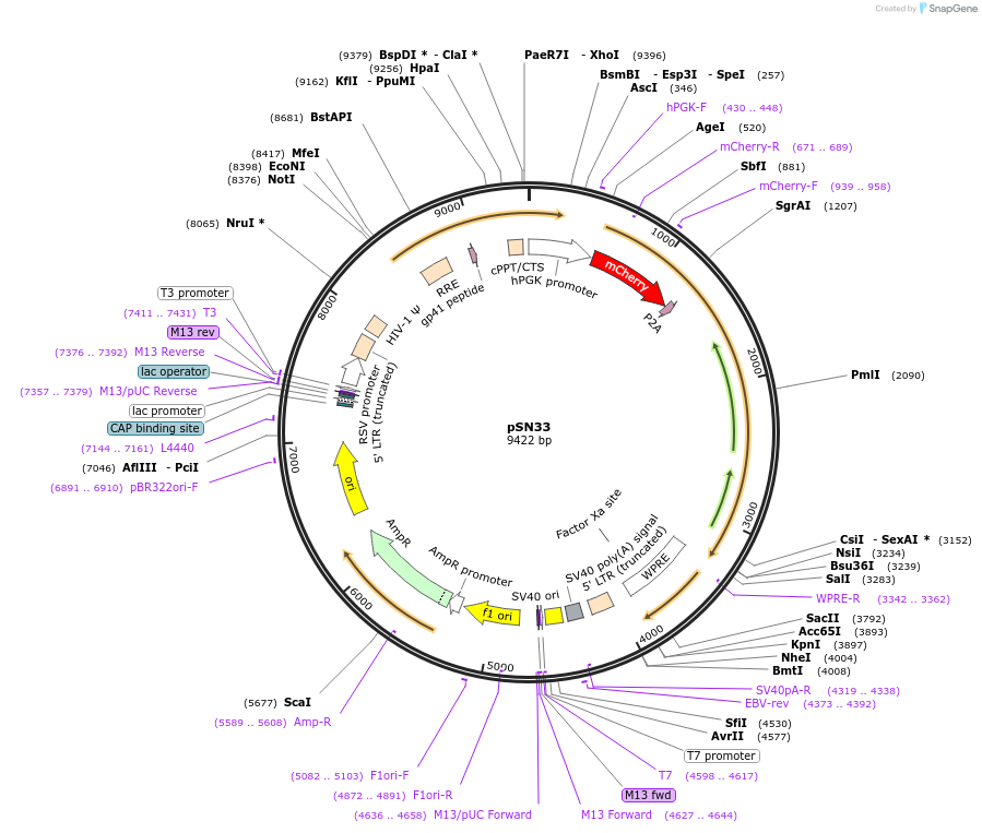 100118-plasmid-map-sequence-id-193268
