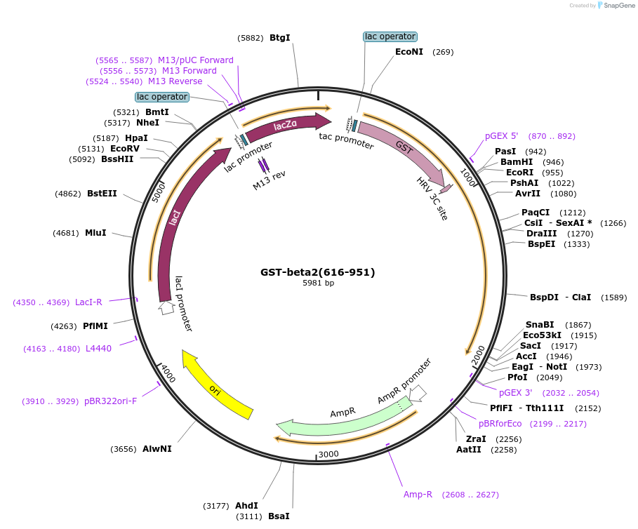 100743-plasmid-map-sequence-id-193269