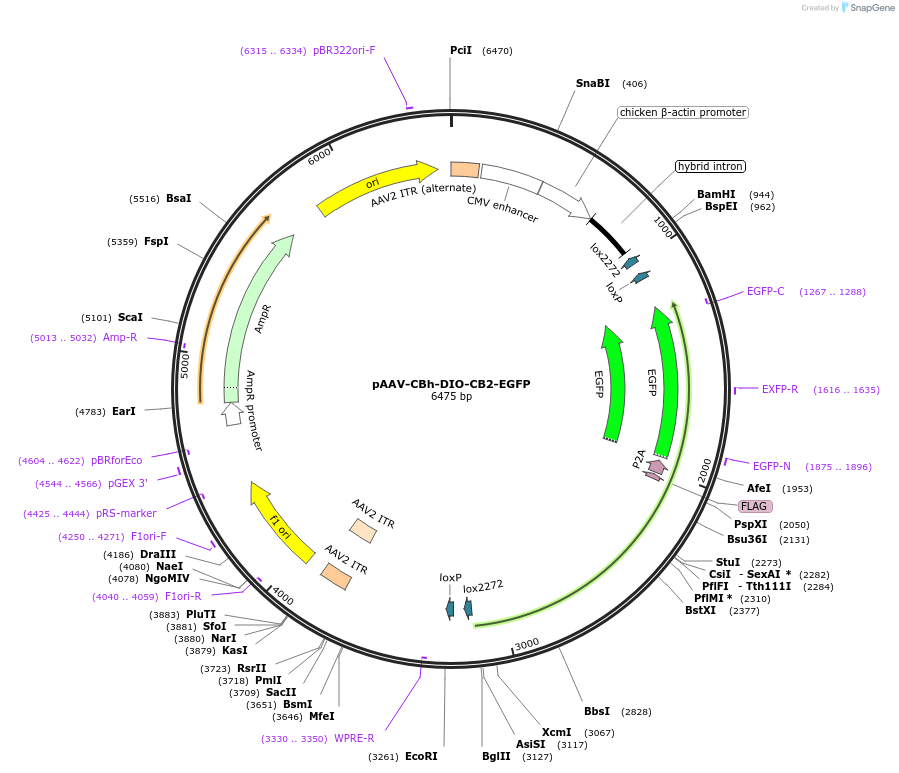 91946-plasmid-map-sequence-id-193270