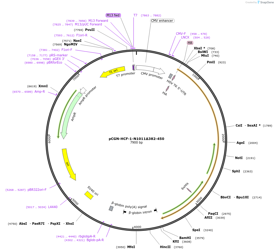 92322-plasmid-map-sequence-id-193280