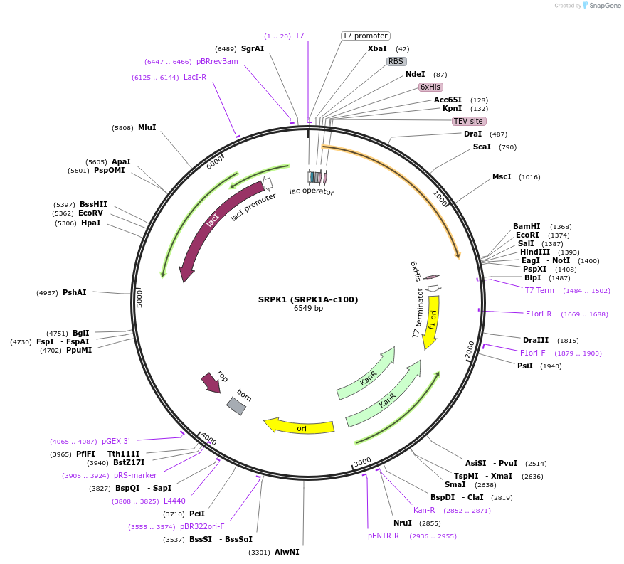 98246-plasmid-map-sequence-id-193287