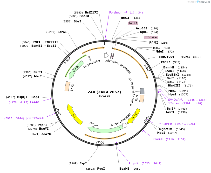 98225-plasmid-map-sequence-id-193304