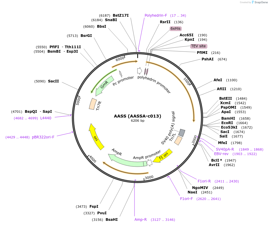98227-plasmid-map-sequence-id-193306