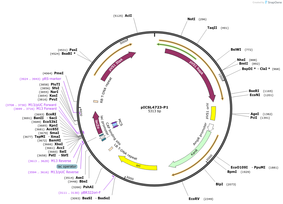 86173-plasmid-map-sequence-id-193313