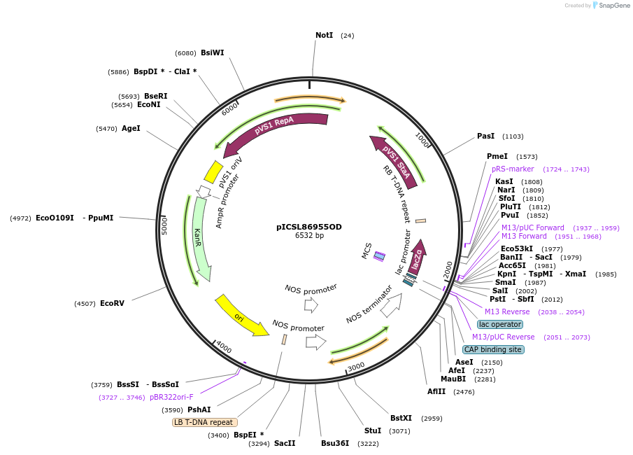 86179-plasmid-map-sequence-id-193317