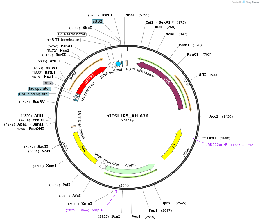 86191-plasmid-map-sequence-id-193321