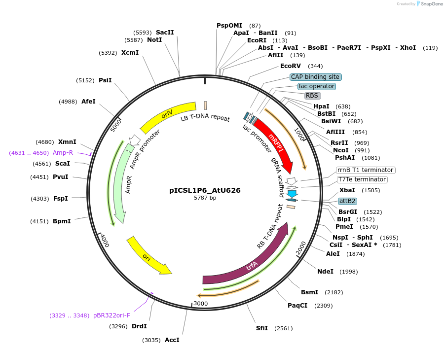 86192-plasmid-map-sequence-id-193323