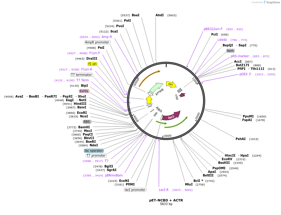 99335-plasmid-map-sequence-id-193349
