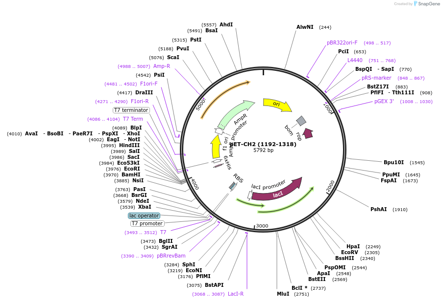 99338-plasmid-map-sequence-id-193353