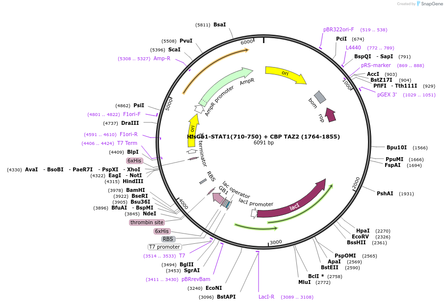 99342-plasmid-map-sequence-id-193357